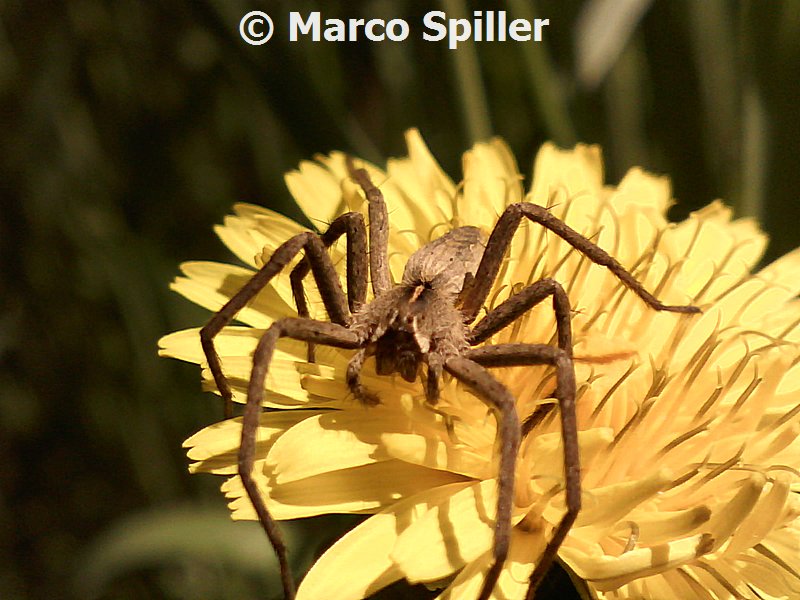 Pisaura sp. - Milano (MI)